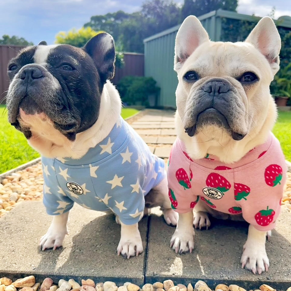 Denim Star - Dog Skivvy (Limited Edition)