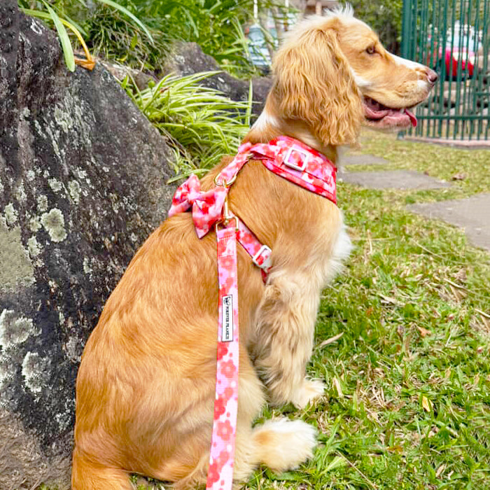 Sunset Bloom - Adjustable Harness