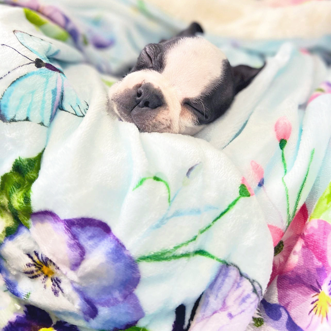 Spring Butterfly - Extra Soft Pet Blanket