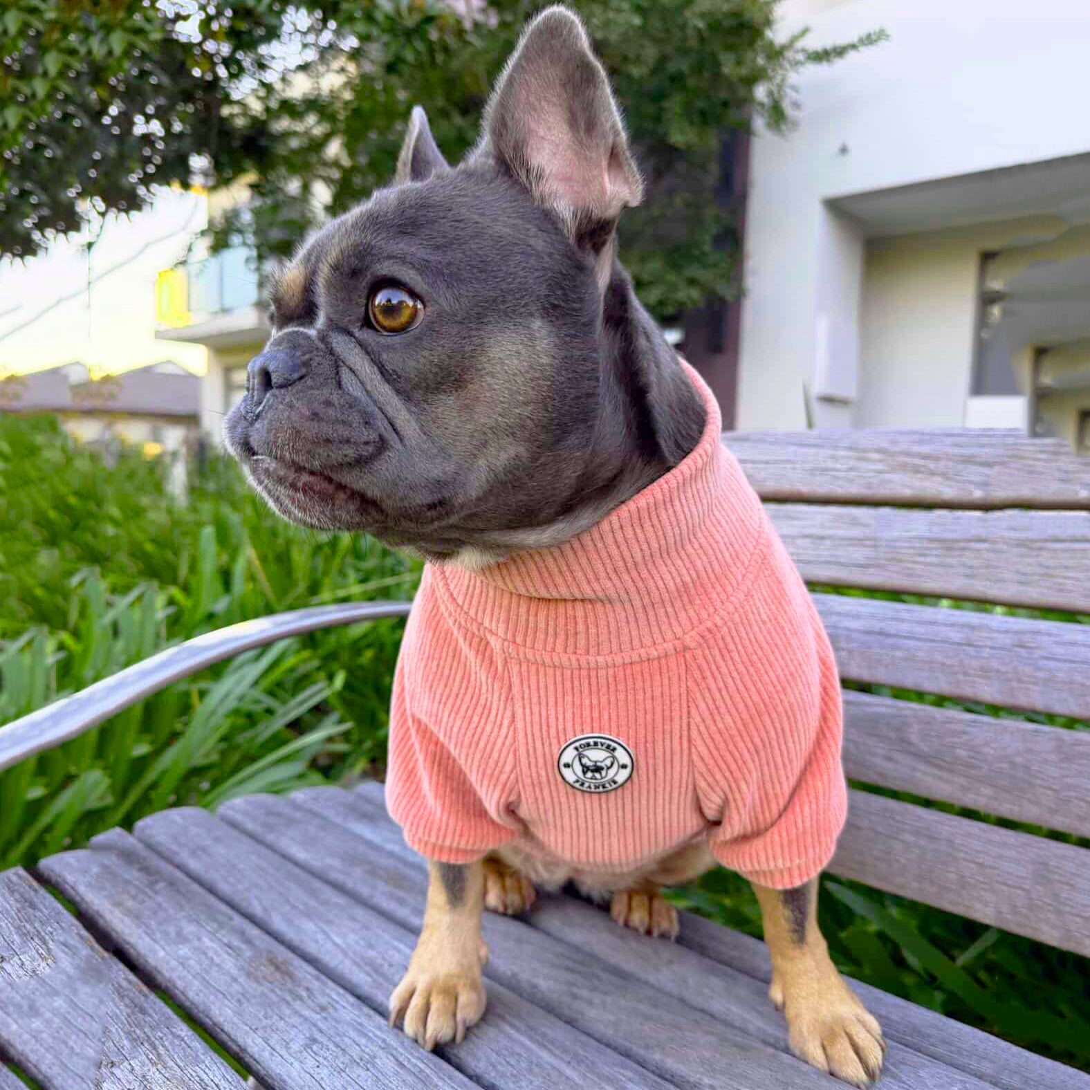 Dusty Rose - Dog Skivvy