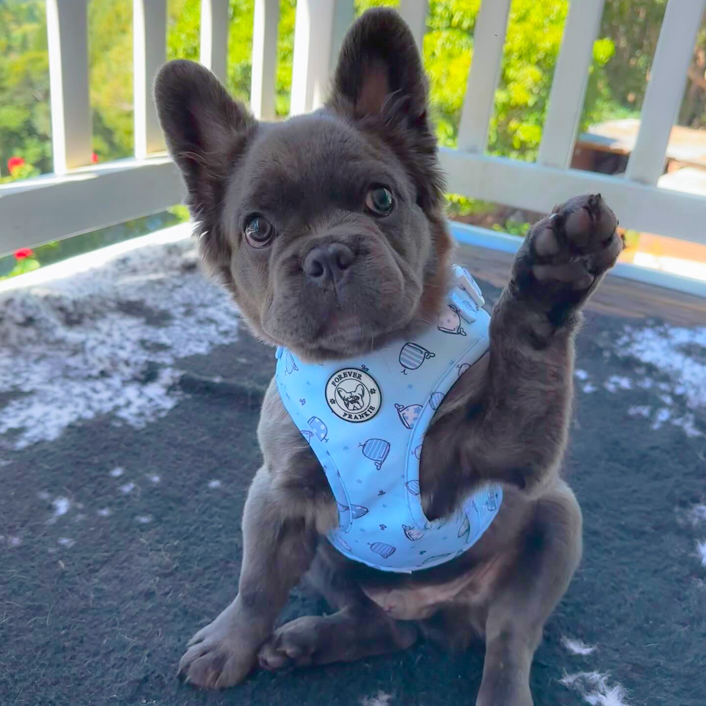 Whale of a Time - Adjustable Harness - End Of Line