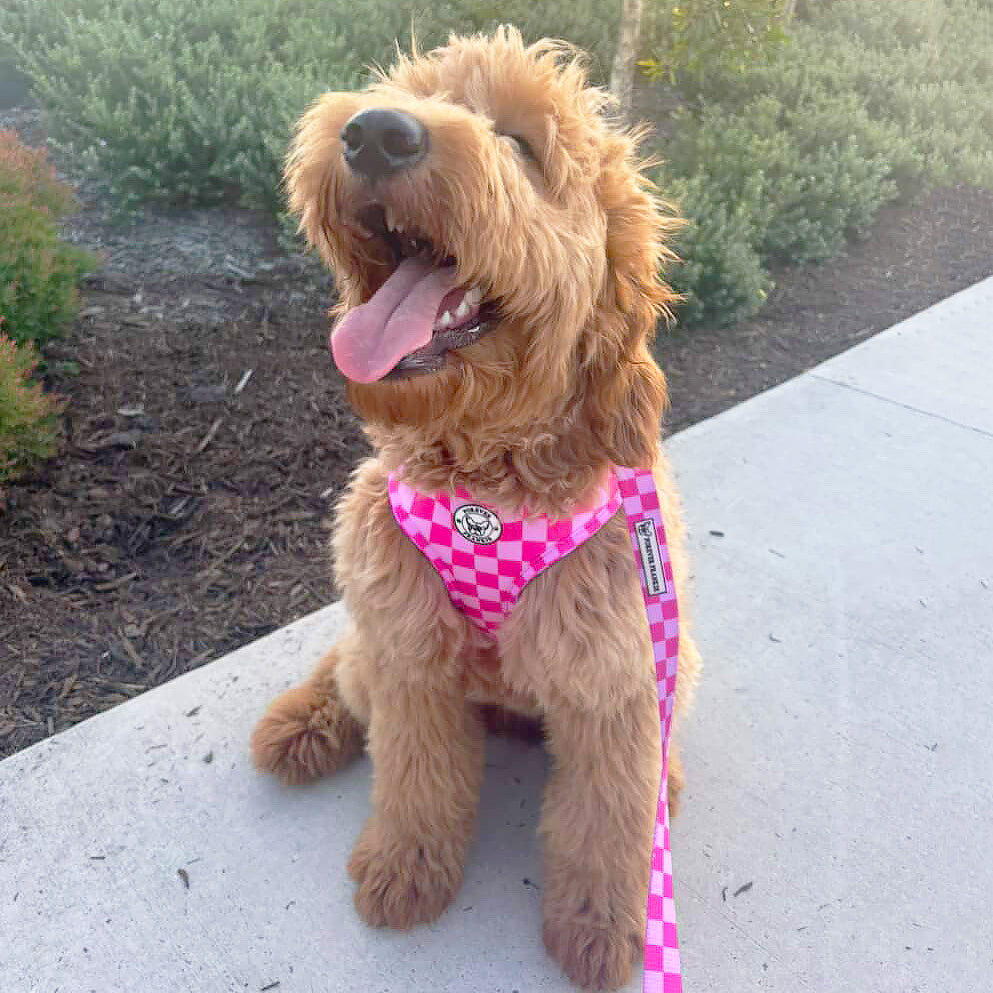 Pink Lemonade Check - Adjustable Harness