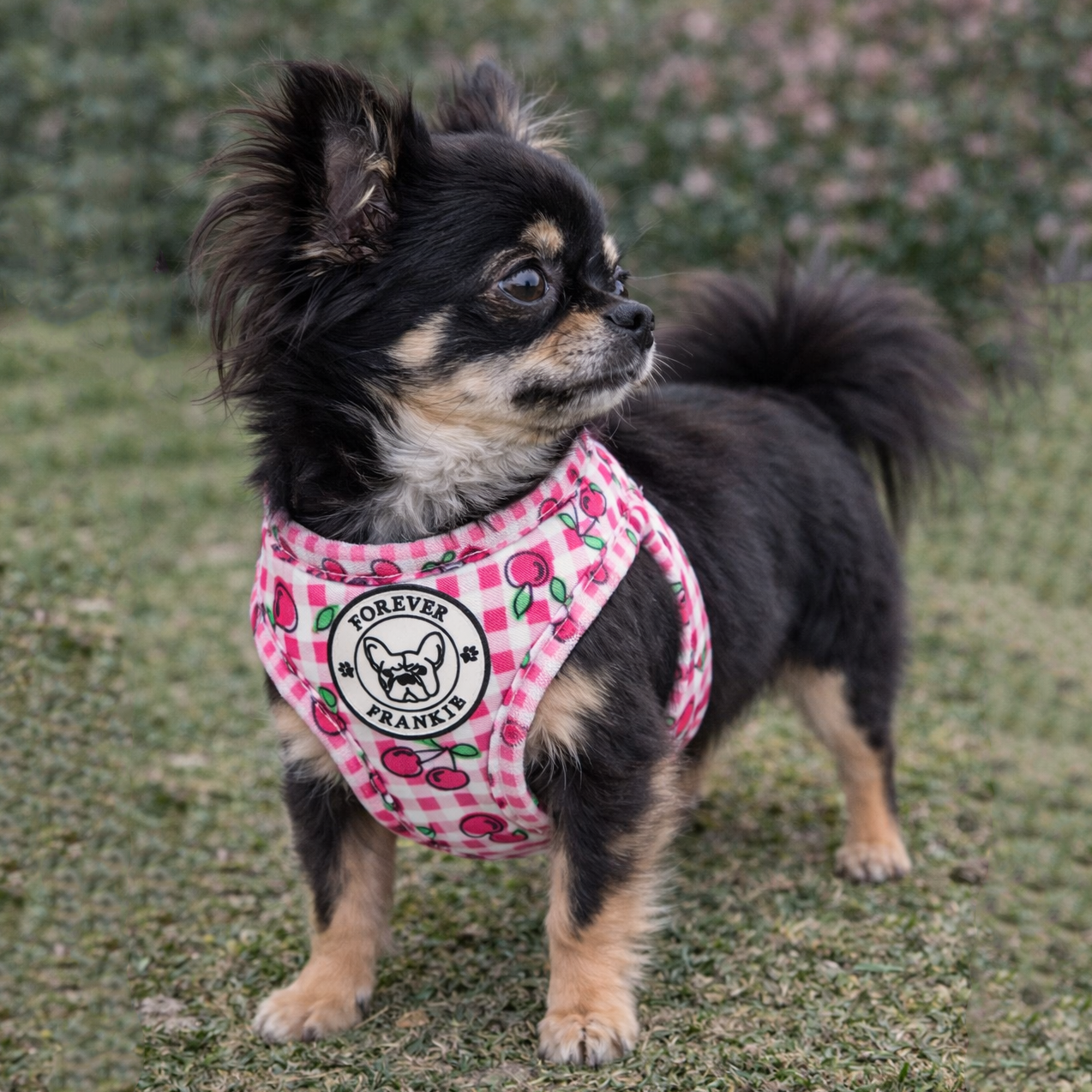 Cherry Delight - Step-in Harness