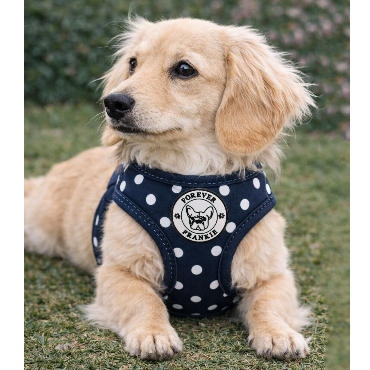 Classic Navy Spot - Step-in Harness