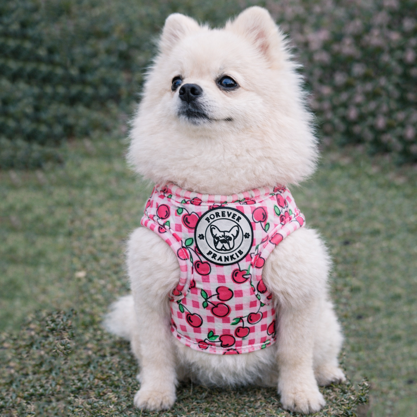 Cherry Delight - Step-in Harness