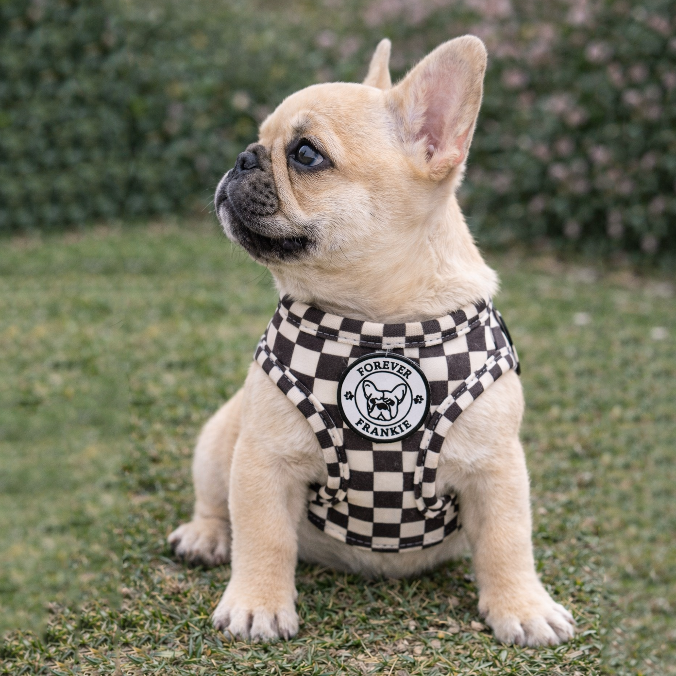 Cocoa Check - Step-in Harness