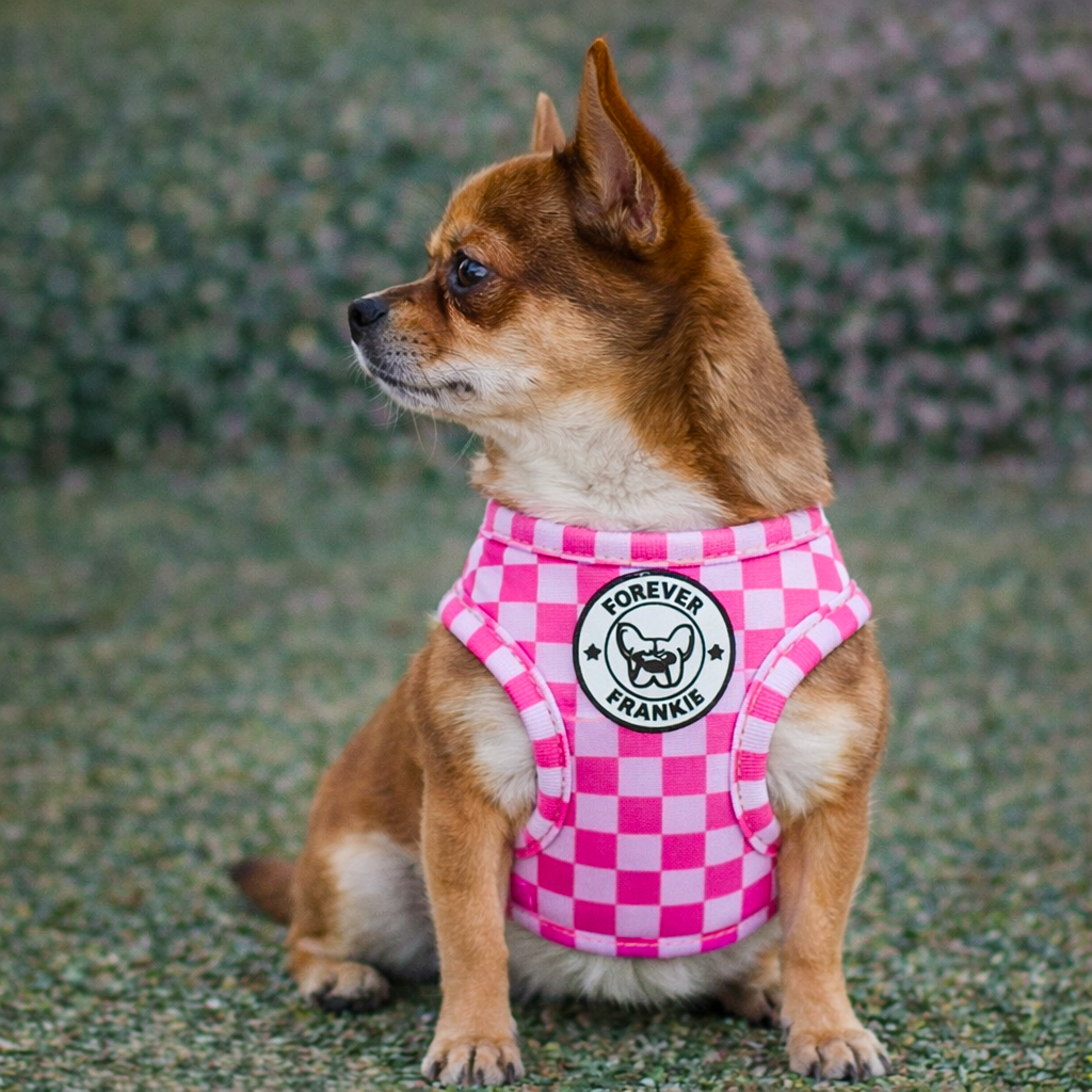 Pink Lemonade - Step-in Harness