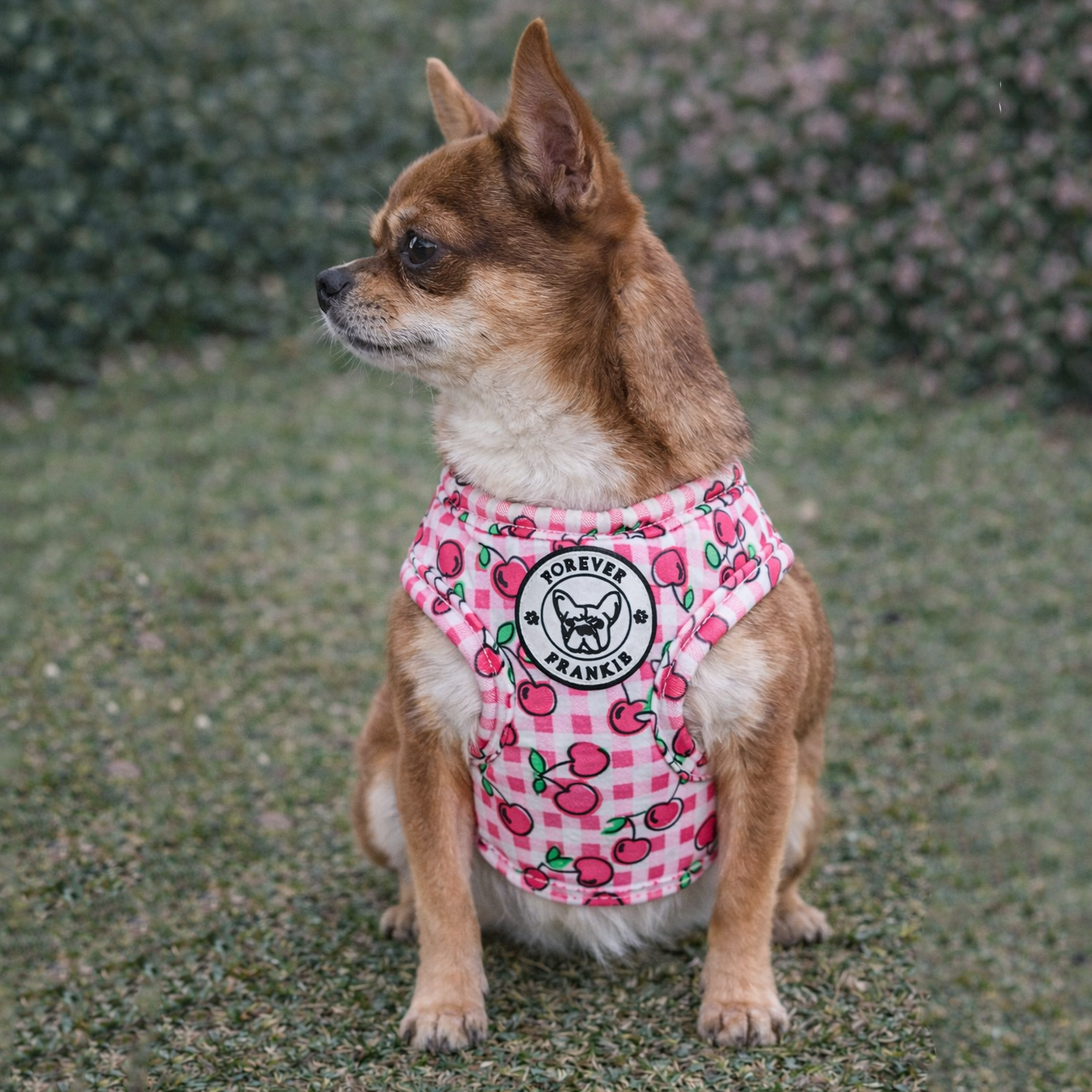 Cherry Delight - Step-in Harness