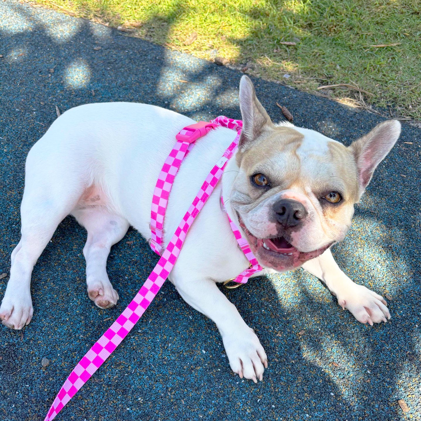 Pink Lemonade Check - Luxe Strap Harness