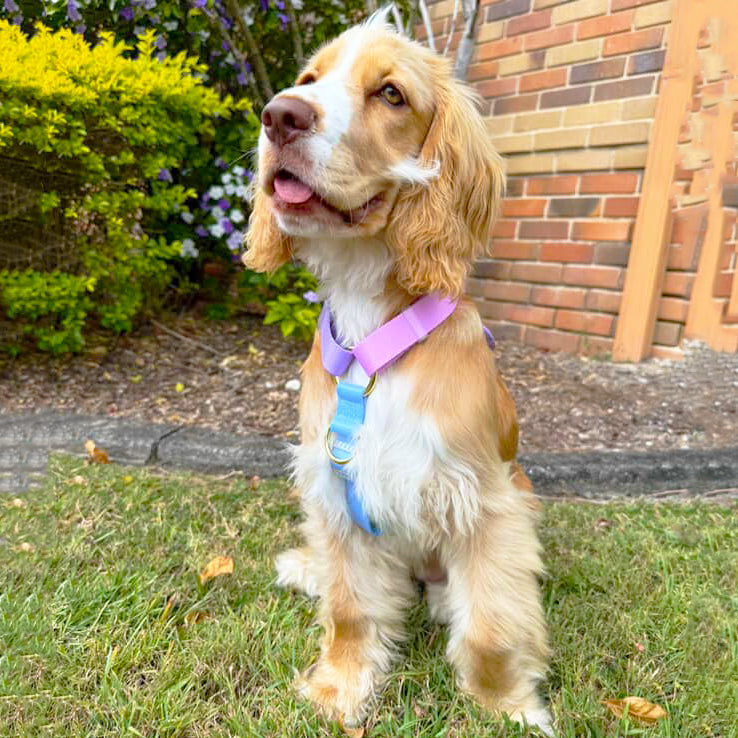 Pastel Rainbow - Luxe Strap Harness
