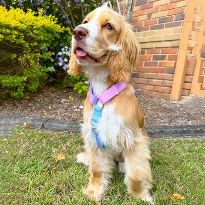 Pastel Rainbow - Luxe Strap Harness