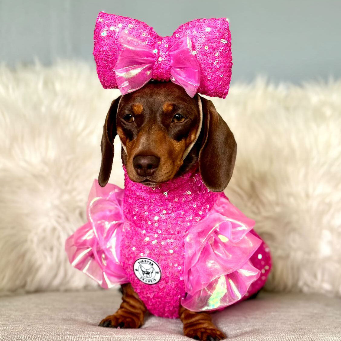 Deluxe Candy (Tiered Ruffle Sleeve) Dog Clothing