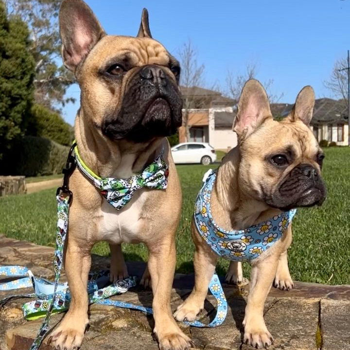 Lil Monster - Collar - End Of Line