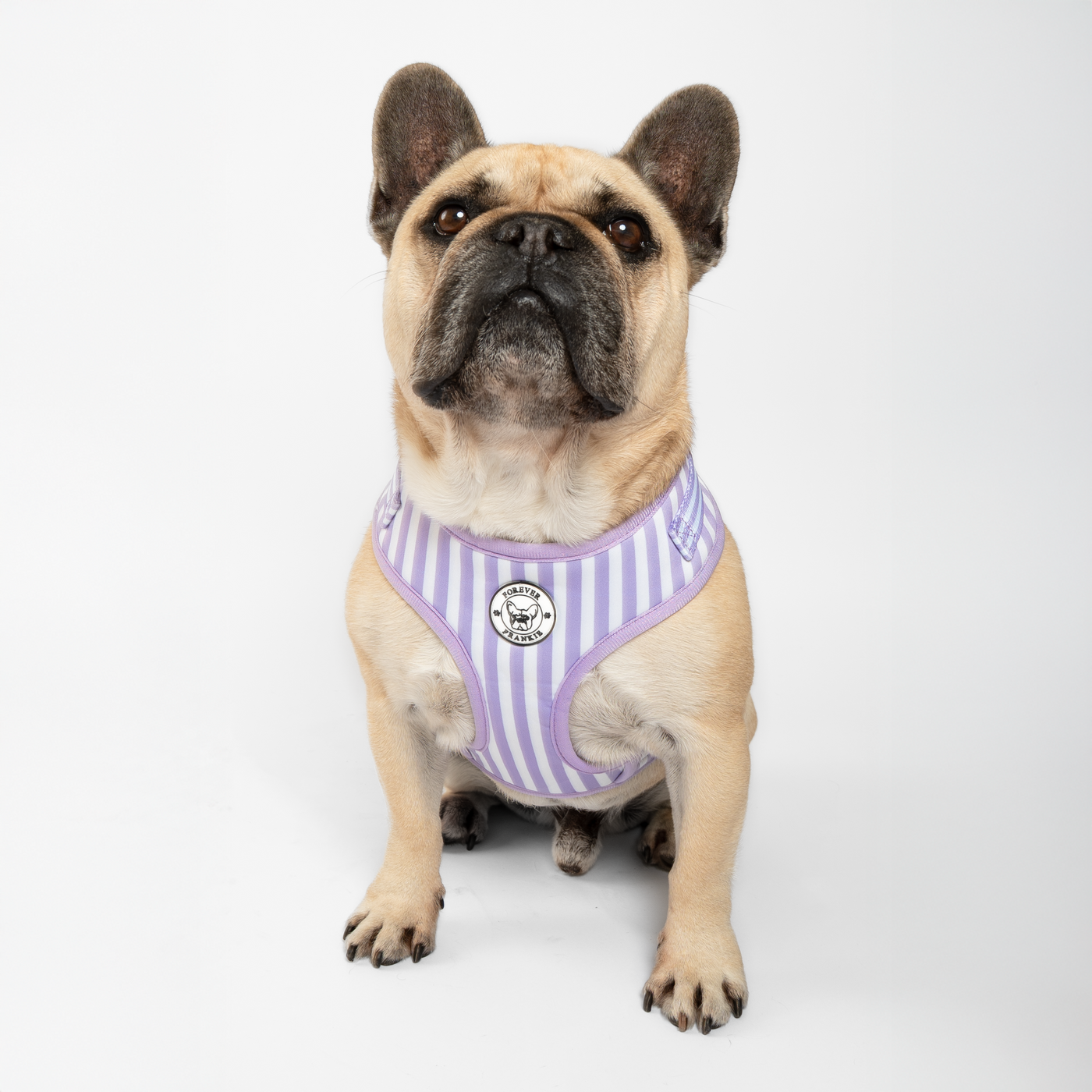 Purple Candy Stripe - Adjustable Harness
