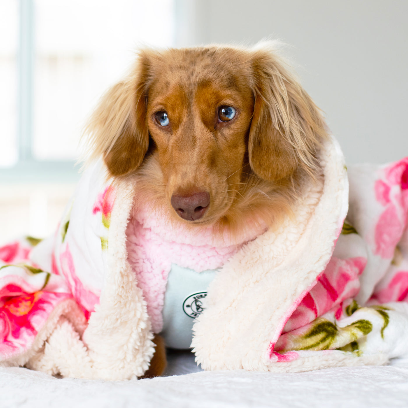 Peony Blooms - Extra Soft Pet Blanket