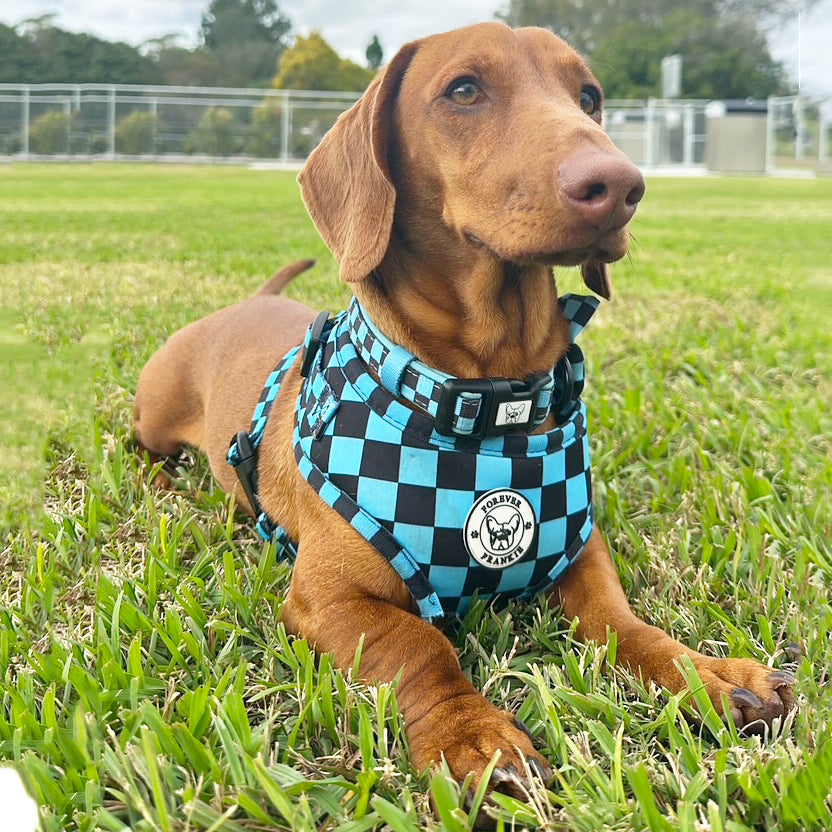 Blue Checkers - Adjustable Harness