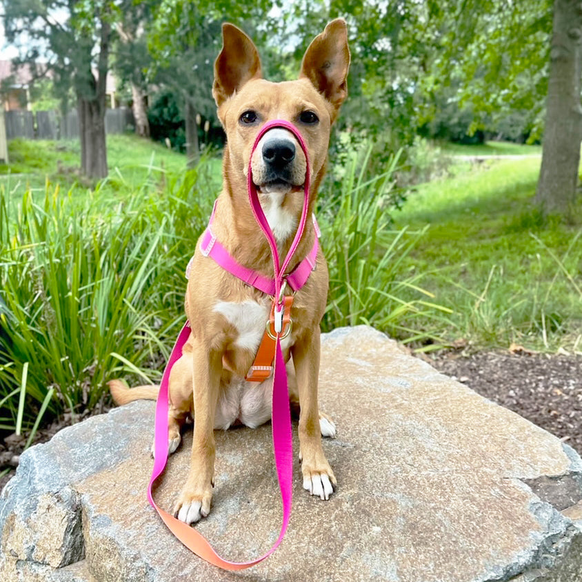 Sunset - Luxe Strap Harness