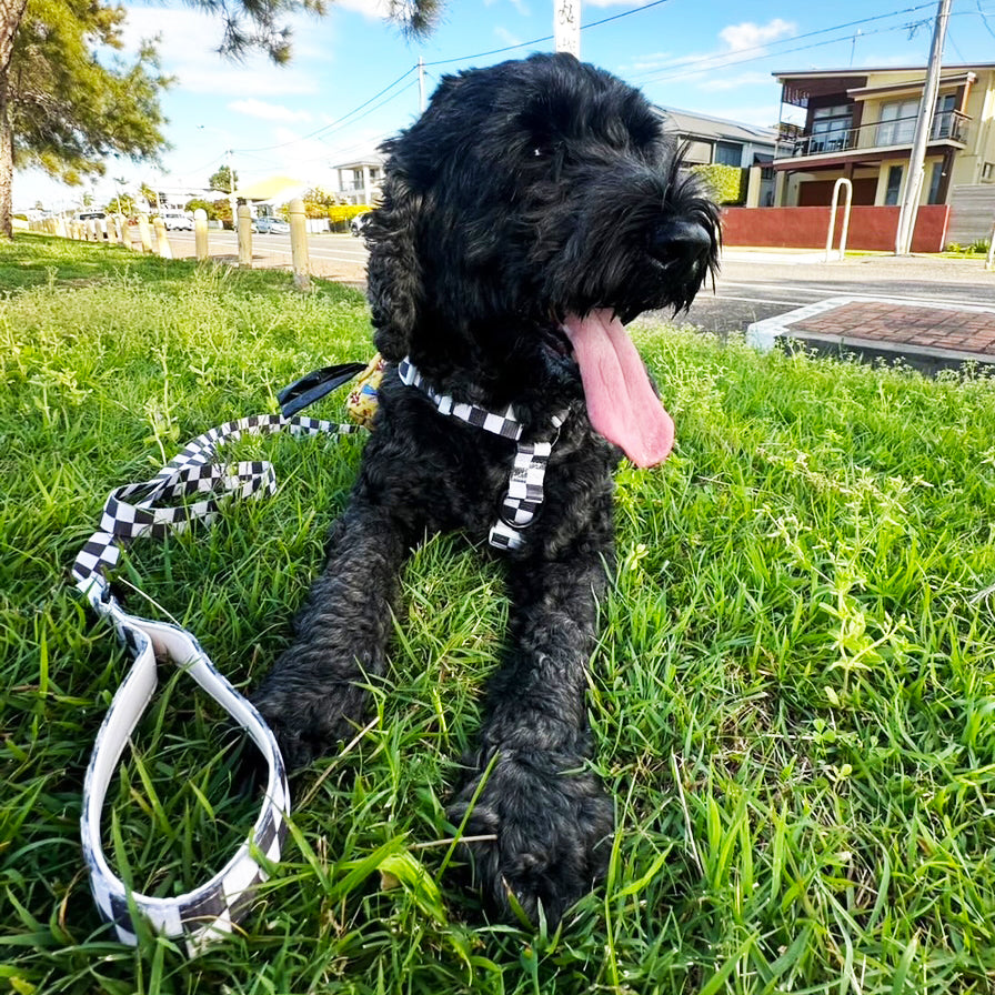 Cocoa Check - Luxe Strap Harness