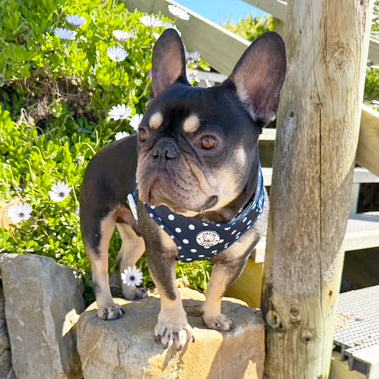 Navy Polka Dot - Adjustable Harness