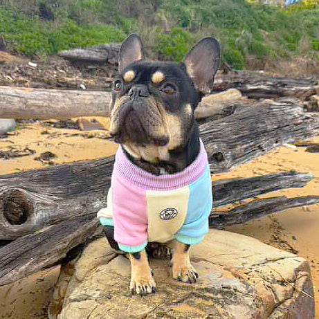 Pastel Parade Dog Skivvy