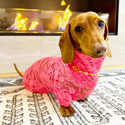 Coral Lace - Luxe Dog Skivvy