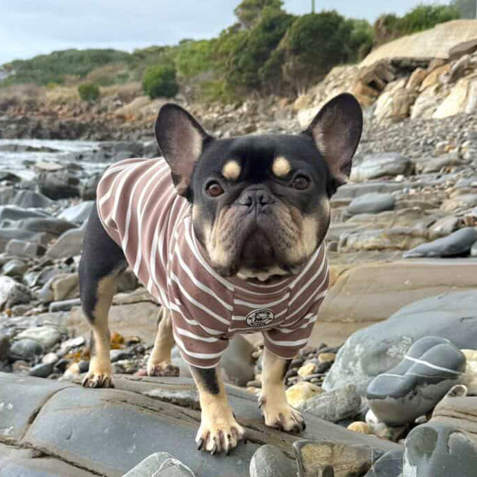 Cocoa Stripe Skivvy - Dog Skivvy