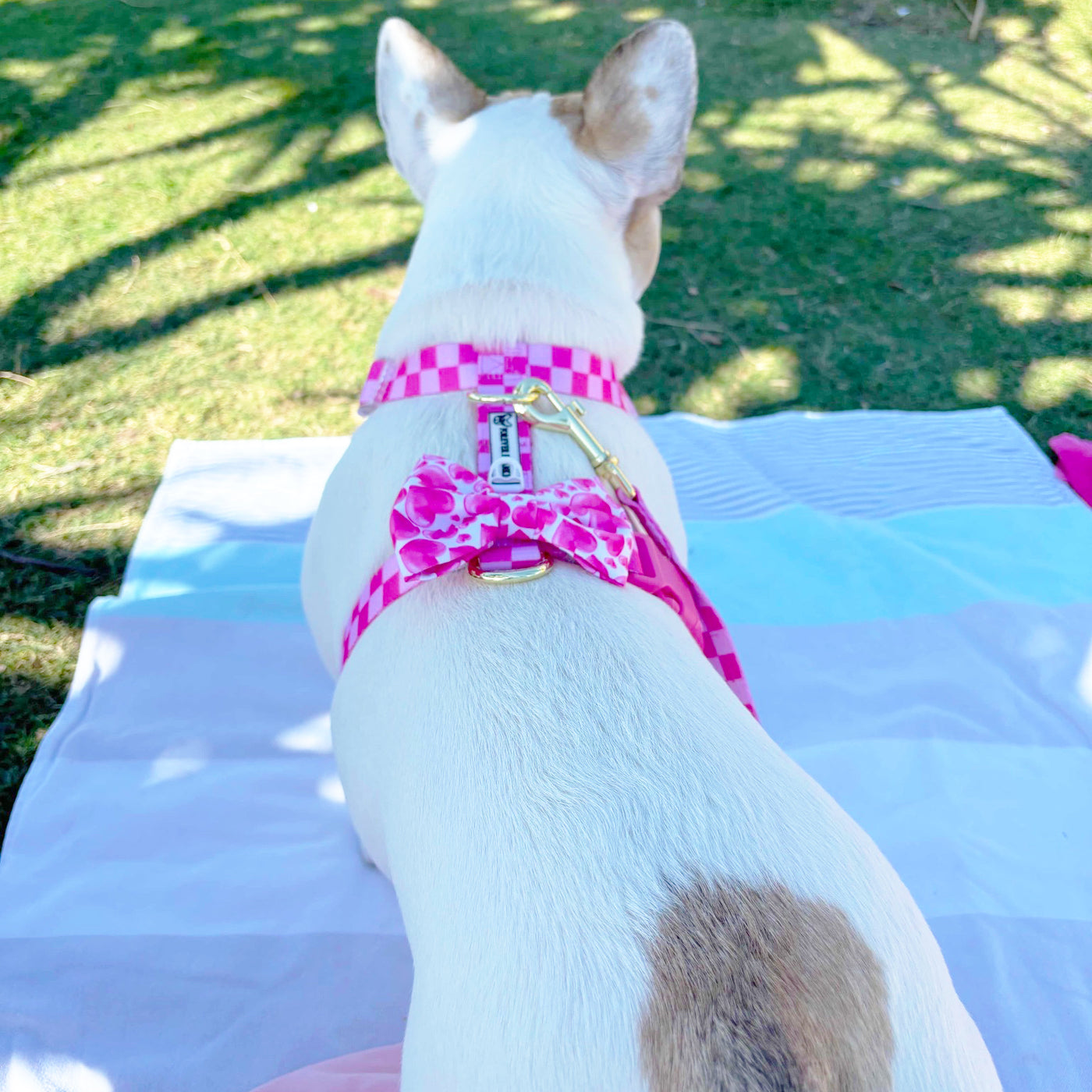 Pink Lemonade Check - Luxe Strap Harness