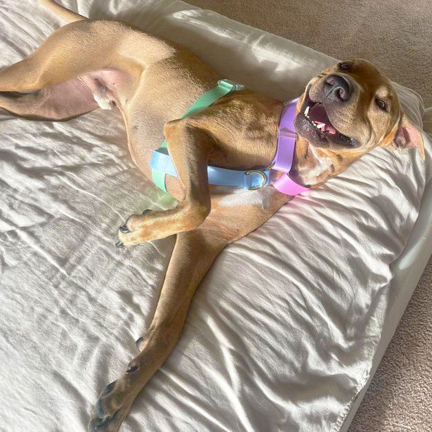 Pastel Rainbow - Luxe Strap Harness