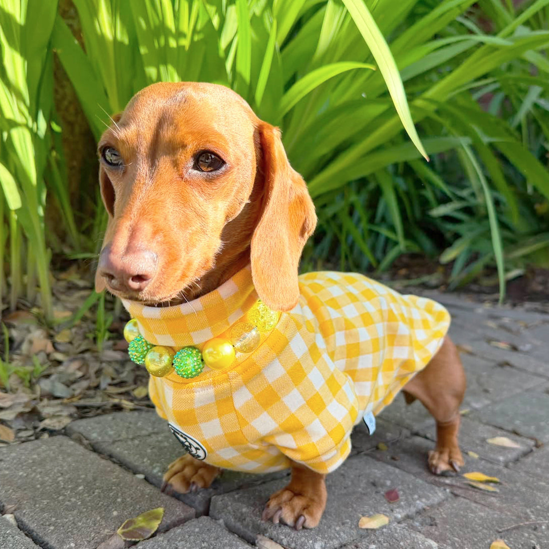 Sunshine Check Dog Skivvy (Limited Edition)