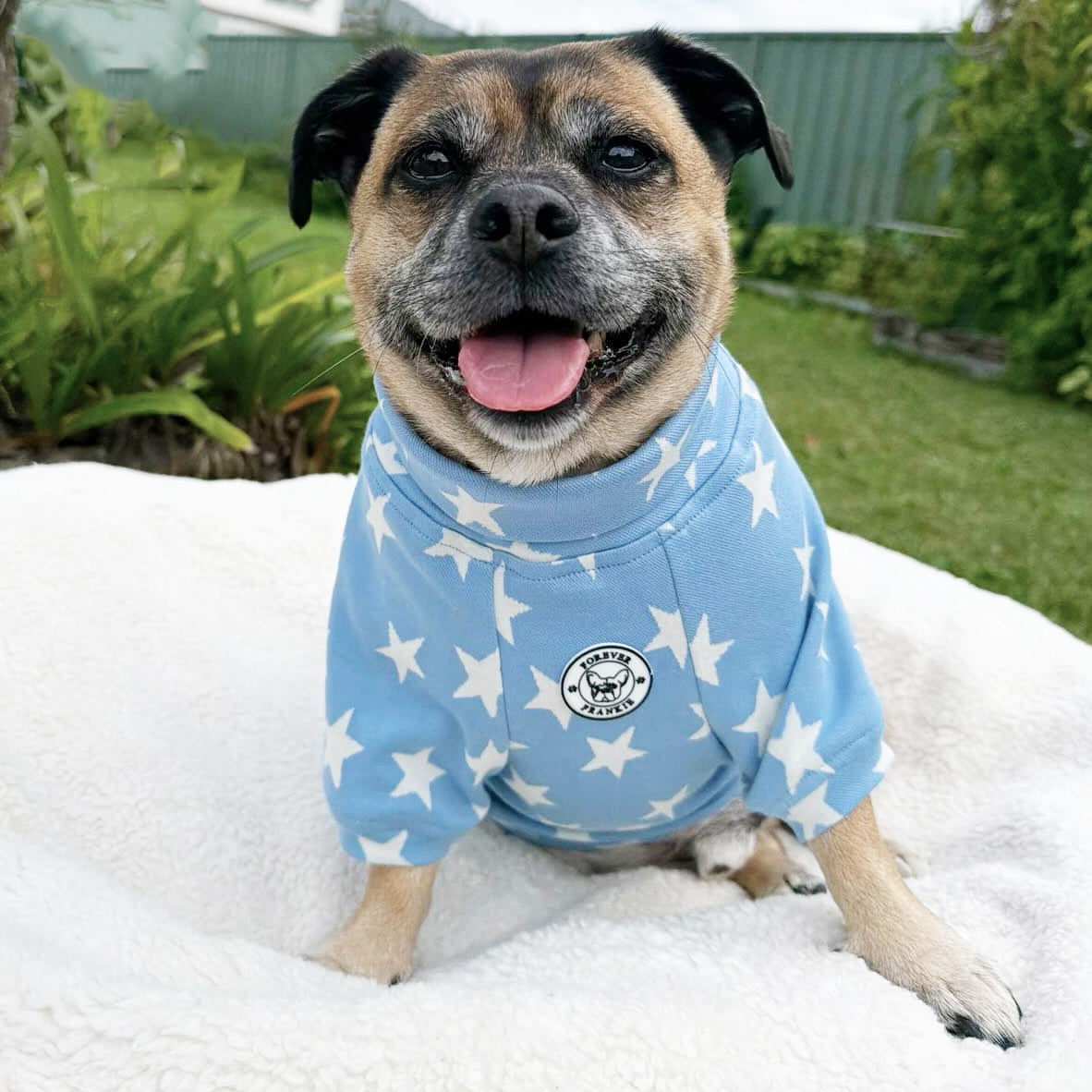 Denim Star - Dog Skivvy (Limited Edition)