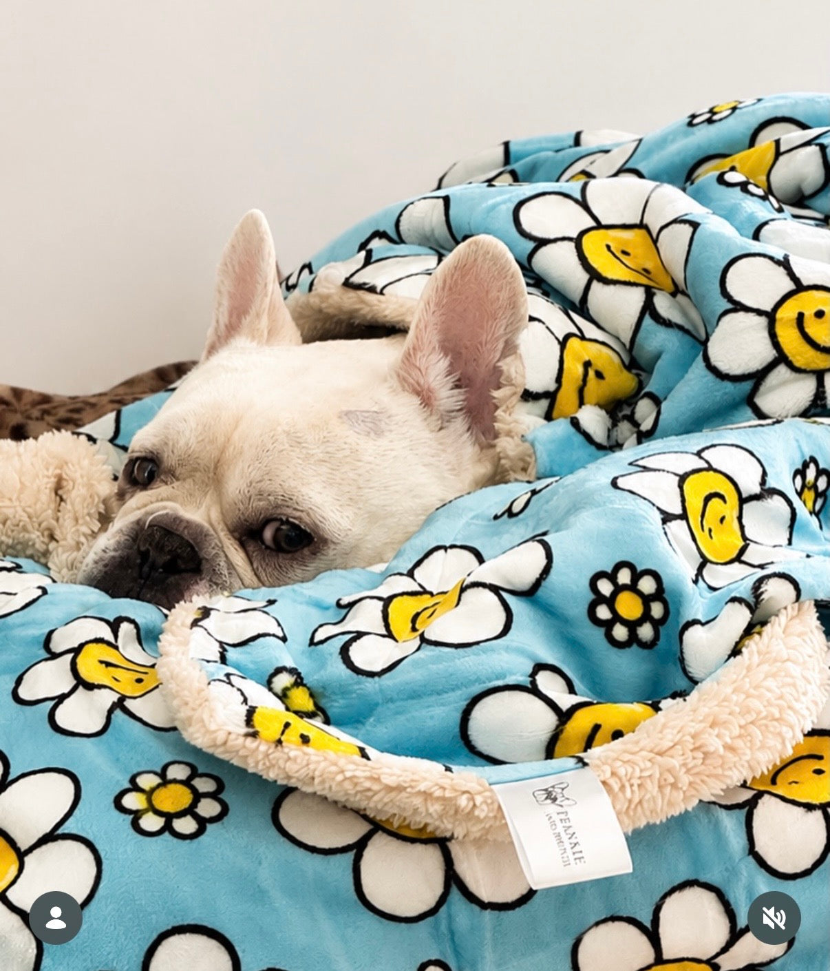 Happy Days - Extra Soft Pet Blanket