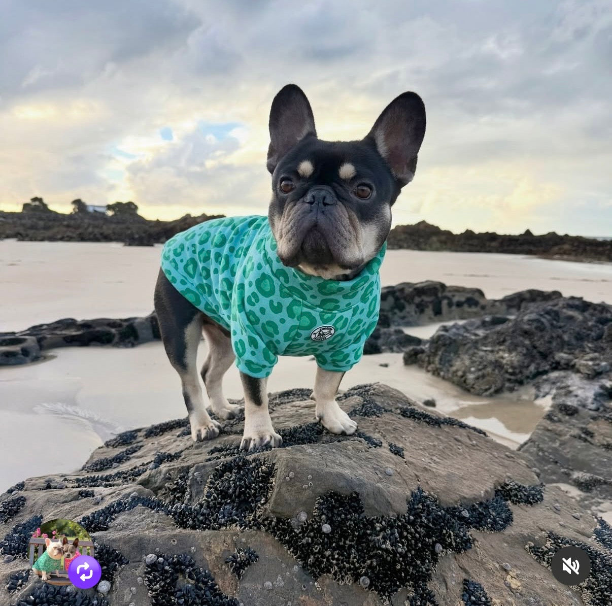Wild Mint - Dog Skivvy