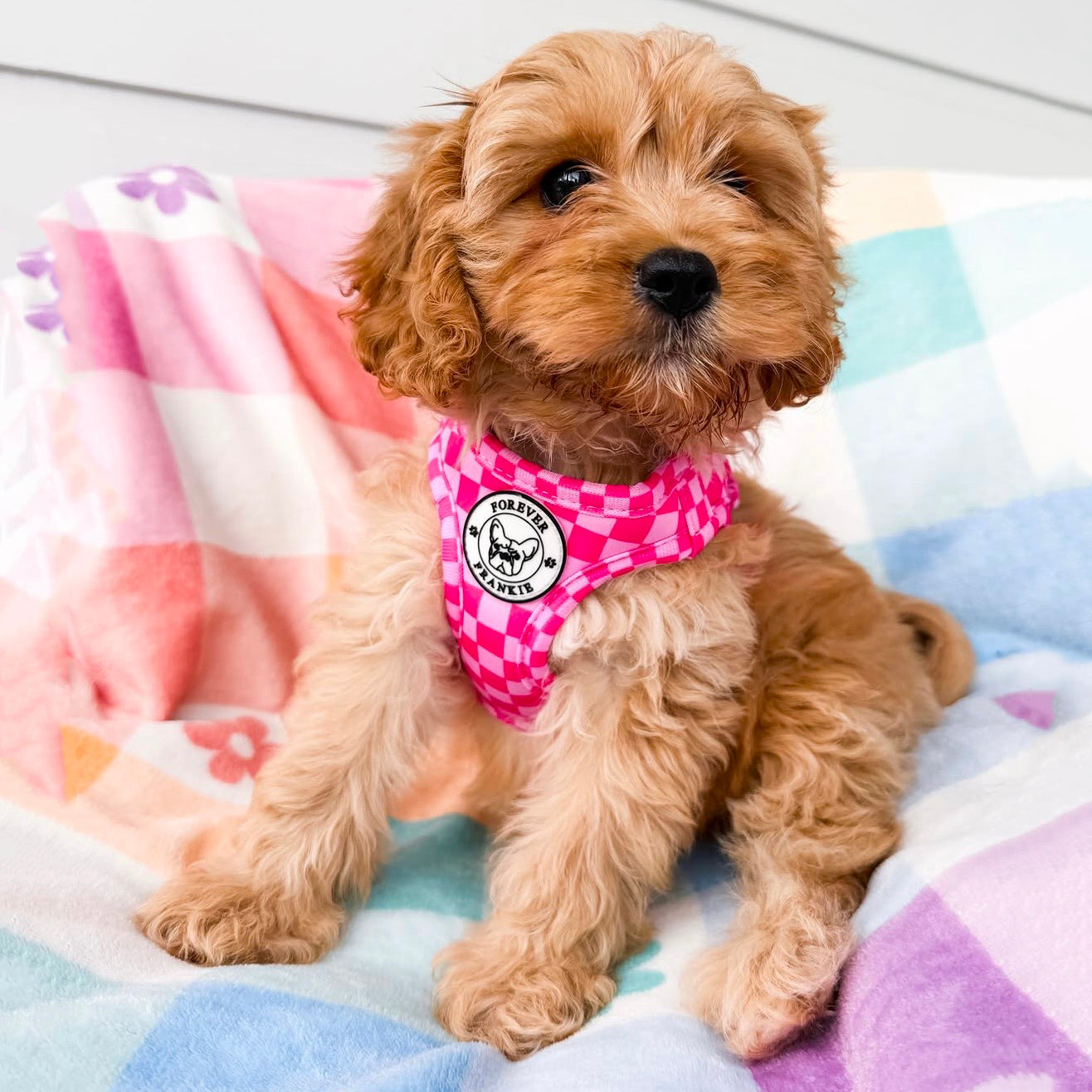 Pink Lemonade - Step-in Harness