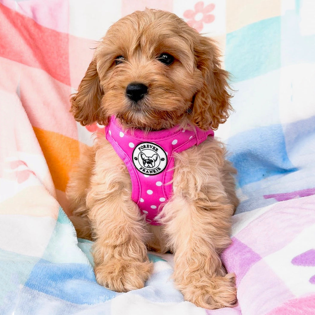 Pink Polka Dot - Step-in Harness