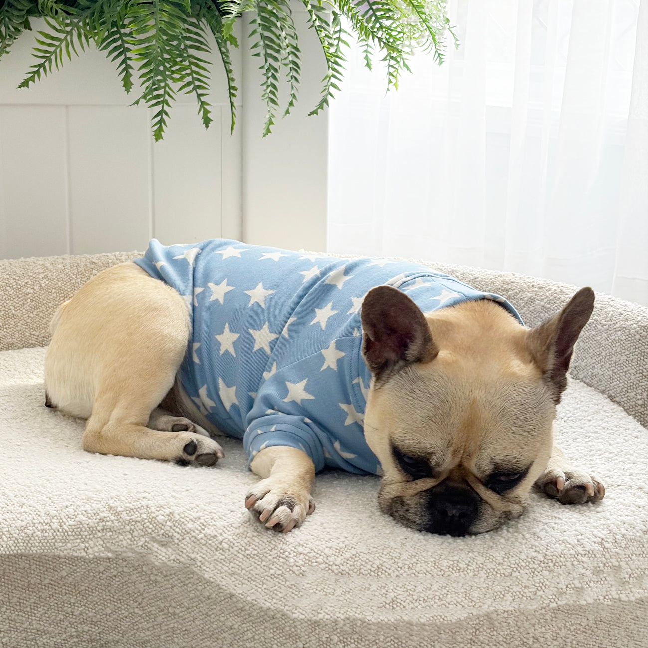 Denim Star - Dog Skivvy (Limited Edition)
