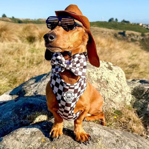 Cocoa Check - Adjustable Harness