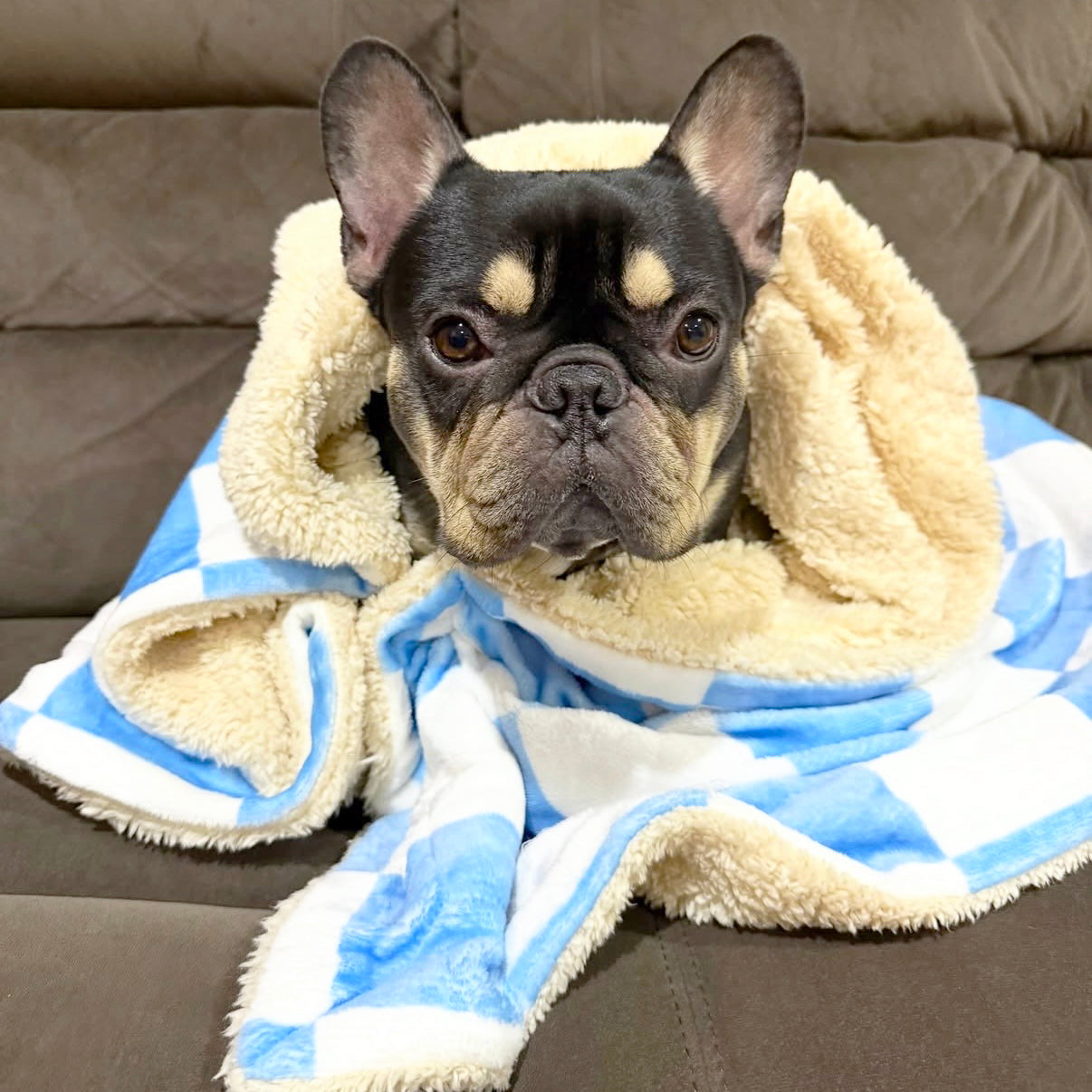 Blue Check - Extra Soft Pet Blanket