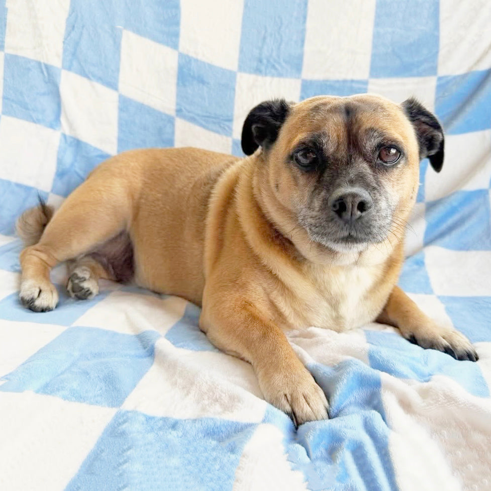Blue Check - Extra Soft Pet Blanket