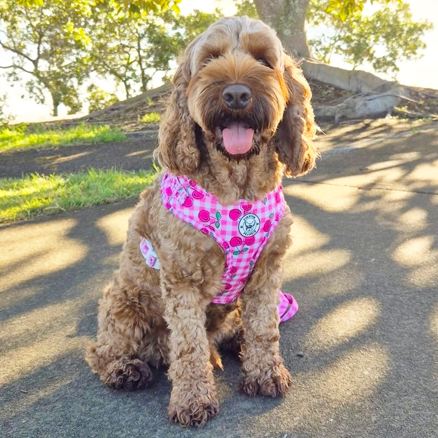 Cherry Delight - Adjustable Harness