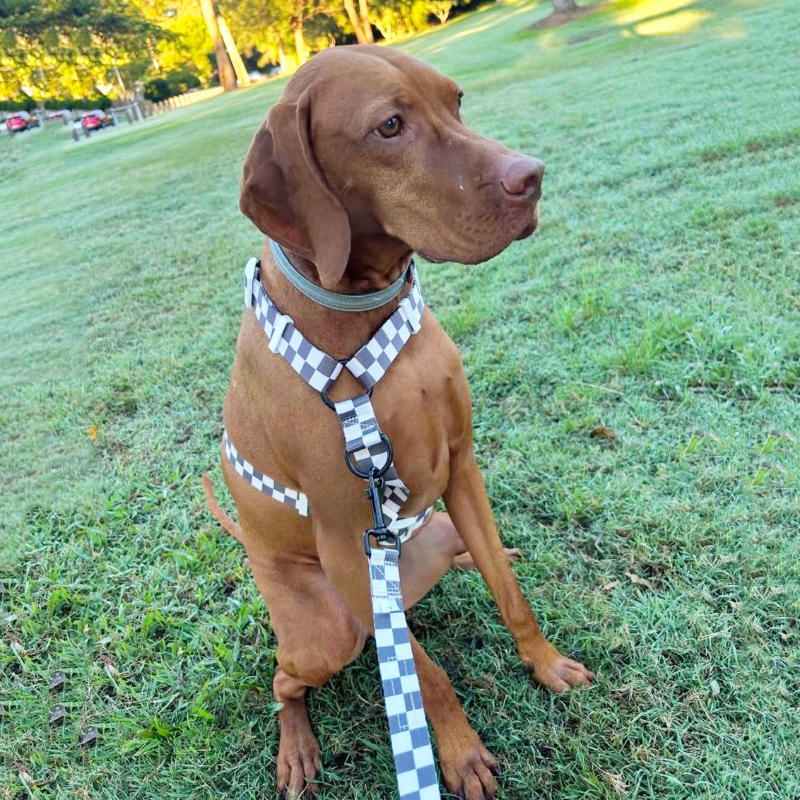 Cocoa Check - Luxe Strap Harness