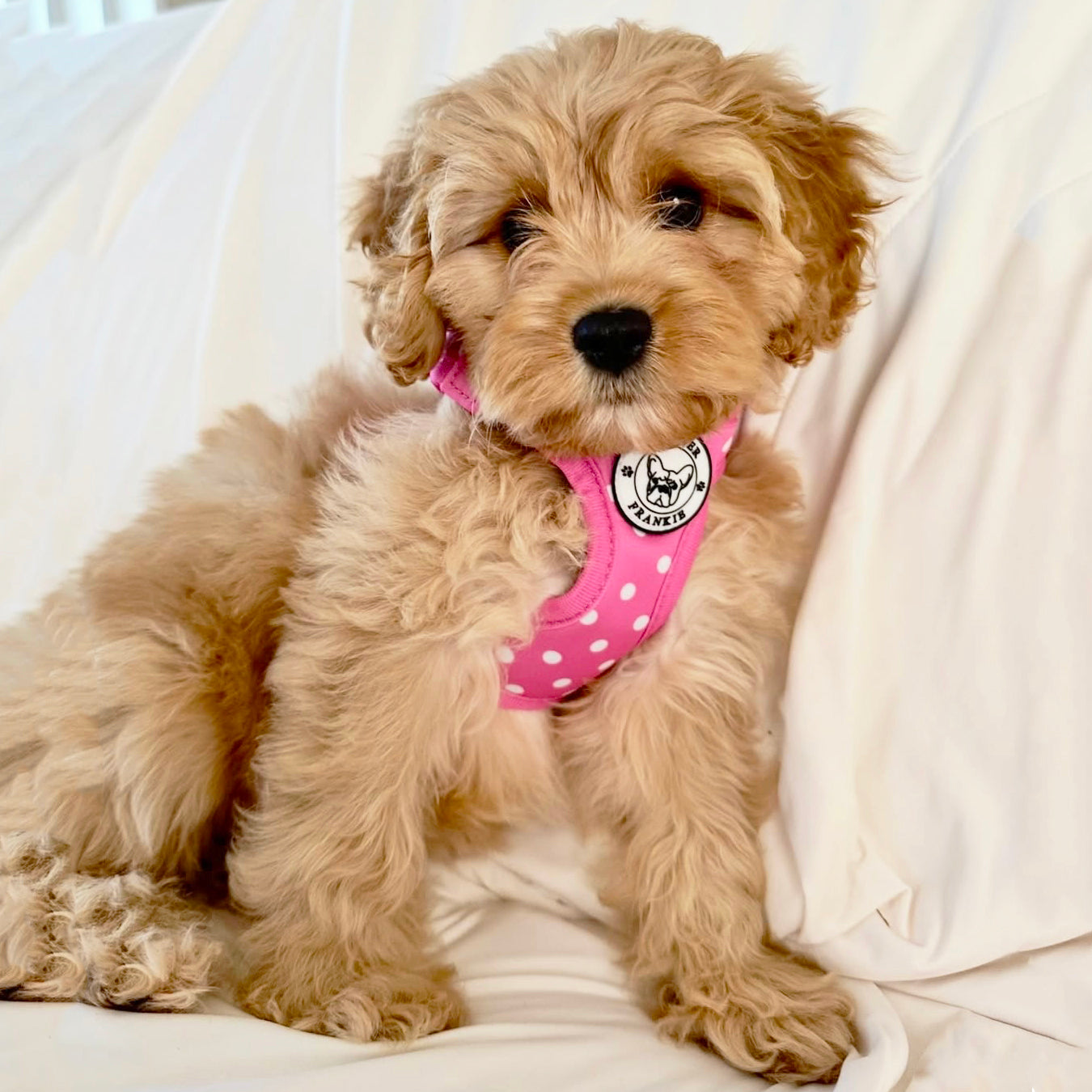 Pink Polka Dot - Step-in Harness