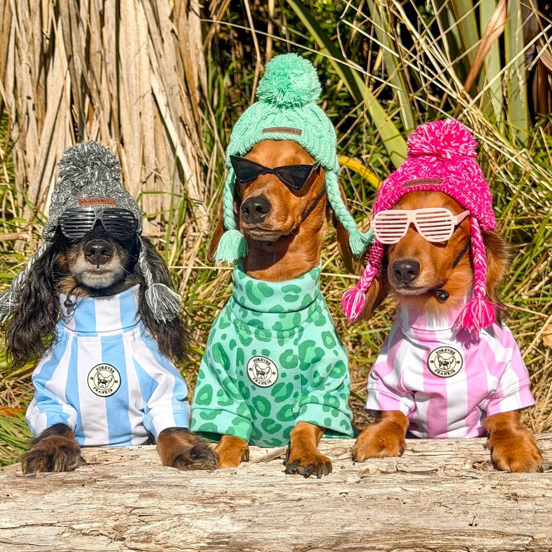 Wild Mint - Dog Skivvy