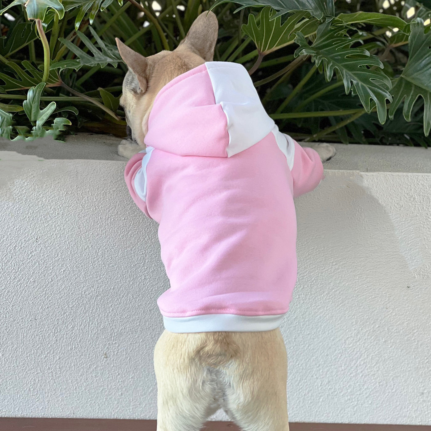 Pink & White Harlequin - Dog Hoodie
