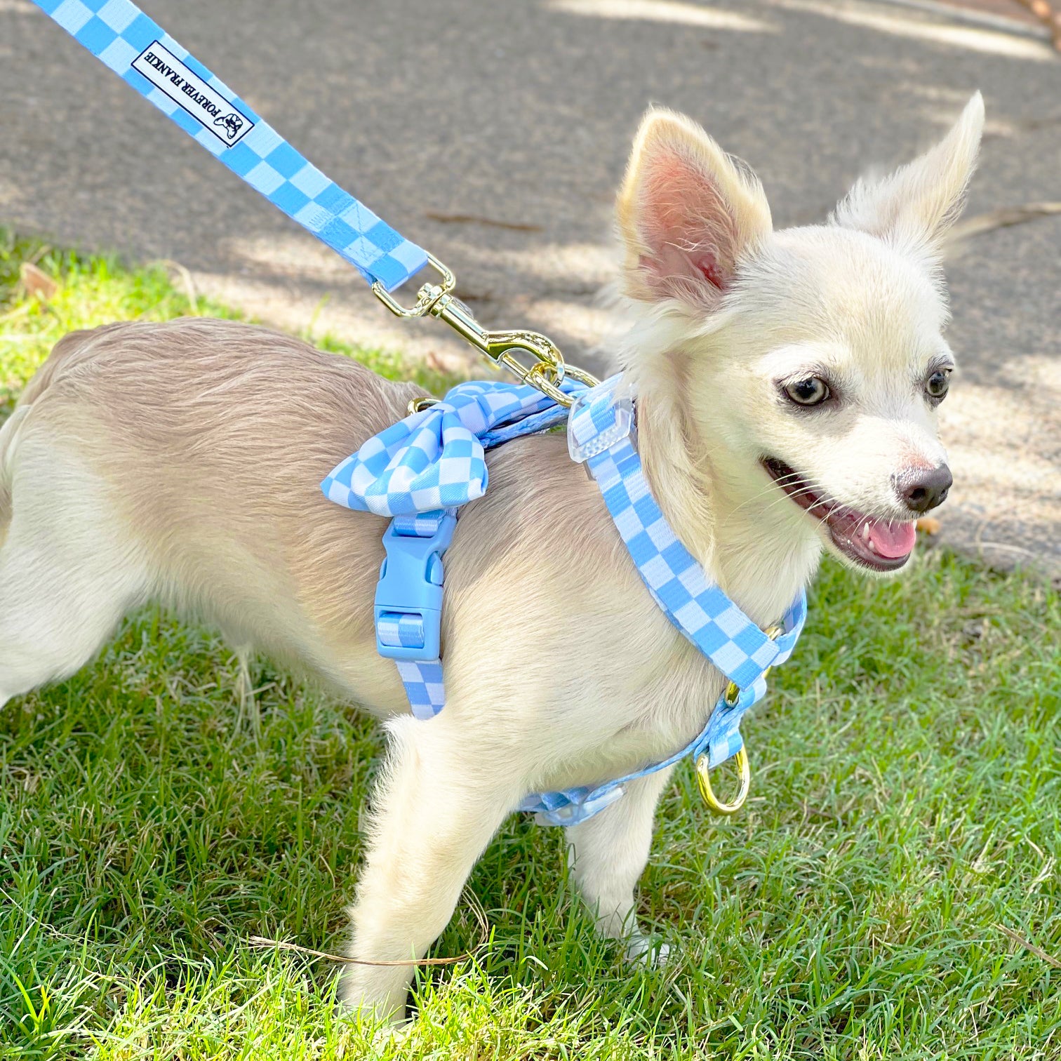Sky Blue Check - Luxe Strap Harness