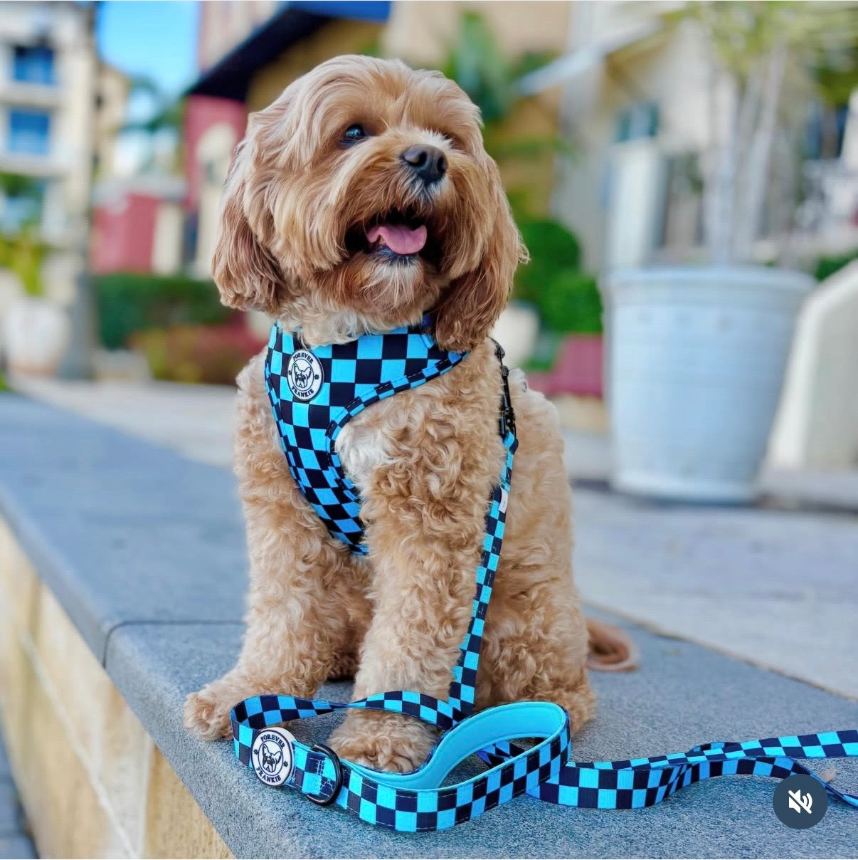 Blue Checkers - Adjustable Harness