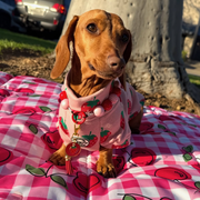 Berry Blush - Dog Skivvy (Limited Edition)