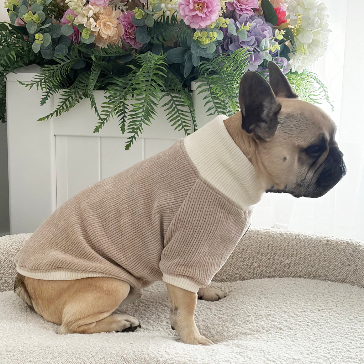 Fawn and Cream Cord - Dog Skivvy