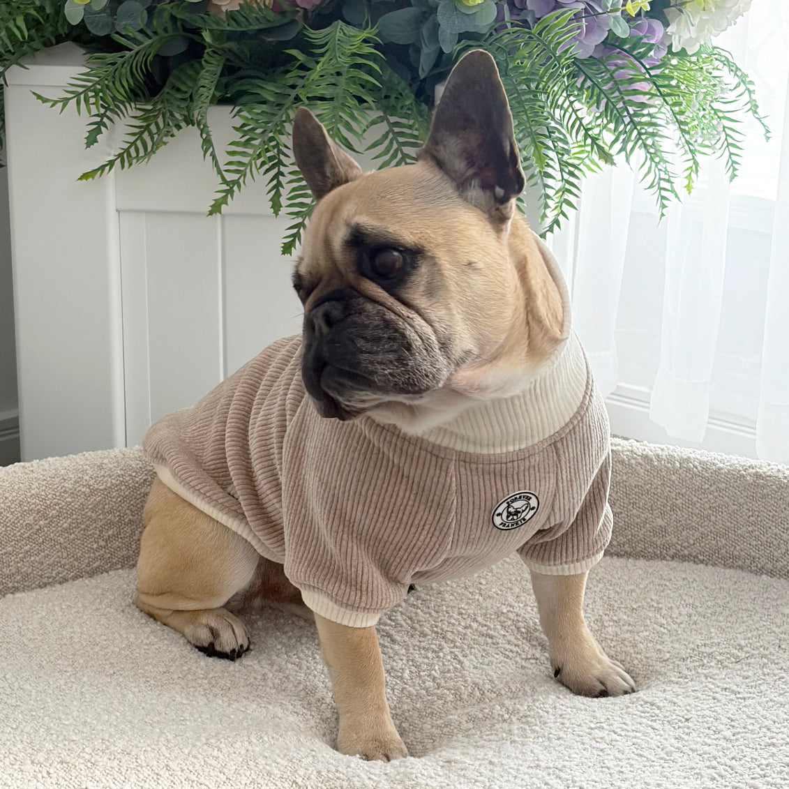 Fawn and Cream Cord - Dog Skivvy