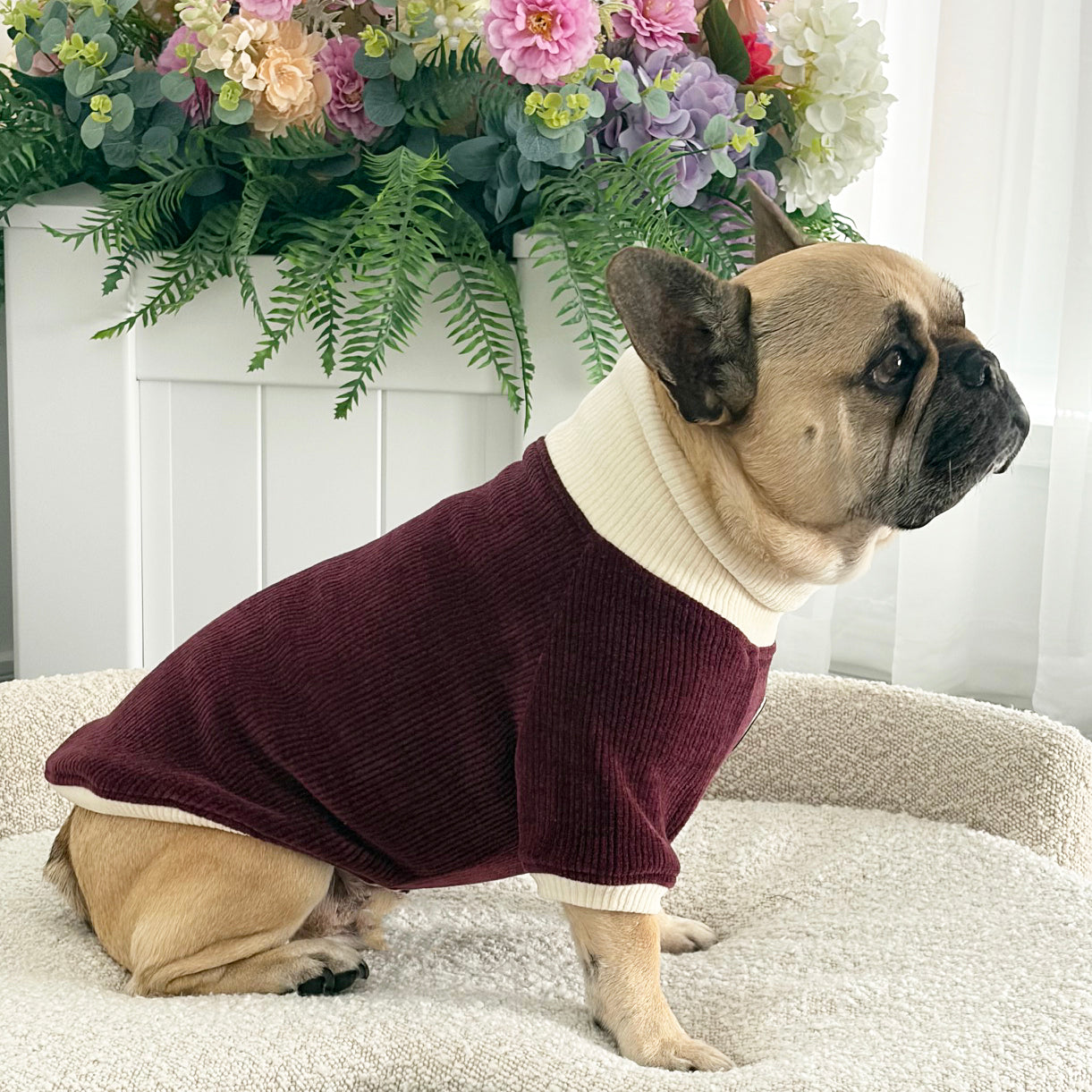 Burgandy and Cream Cord - Dog Skivvy