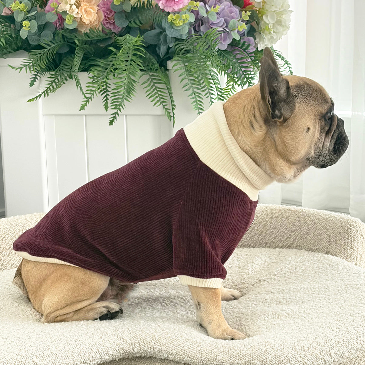 Burgandy and Cream Cord - Dog Skivvy